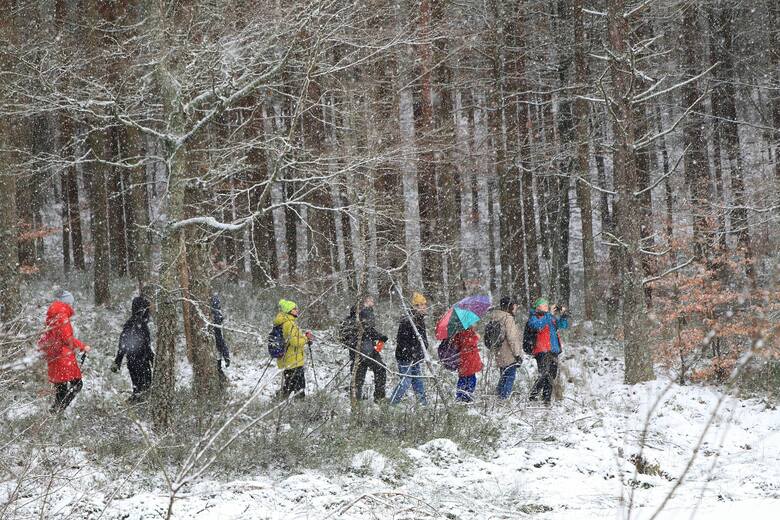 Uczestnicy 19. rajdu krajoznawczego "Zima w Borach Tucholskich - Kaszubskie Uroczyska", który odbył się 13 stycznia, przeszli ok. 18