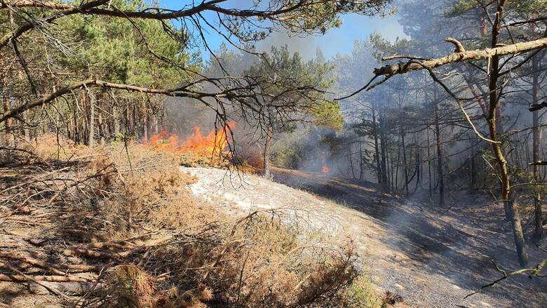 W czwartek w Nadleśnictwie Choczewo spłonęło 20 arów terenów leśnych