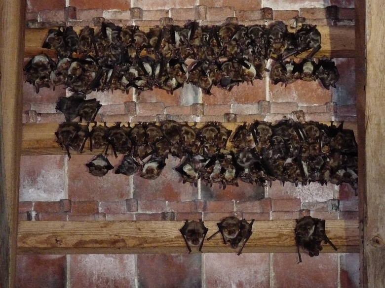 Nietoperze bardzo często można spotkać na strychach. Ich kolonia może liczyć od kilku do kilkudziesięciu osobników.