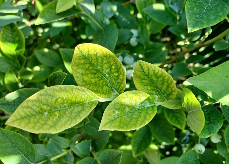 Jeśli liście żółkną, ale nerwy pozostają zielone, to objaw chlorozy. Ta choroba wynika przede wszystkim z błędów w nawożeniu i osłabia rośliny. Dodatkowo