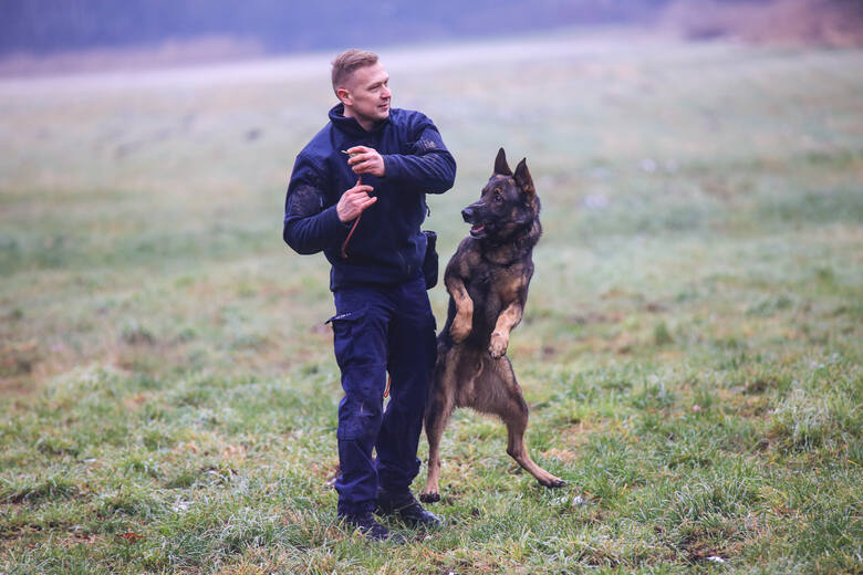 Policja najczęściej wykorzystuje w służbie owczarki belgijskie i niemieckie