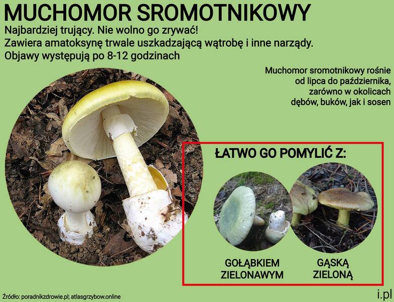 Muchomor sromotnikowy jest silnie trujący, występuje w całej Polsce. Jak nie pomylić go z jadalnymi grzybami?