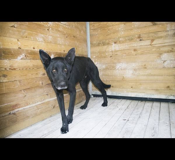 Te sulechowskie psy, które mieszkają w schronisku w Zielonej Górze, czekają na nowy dom. Może któryś z nich skradnie Twoje serce? 