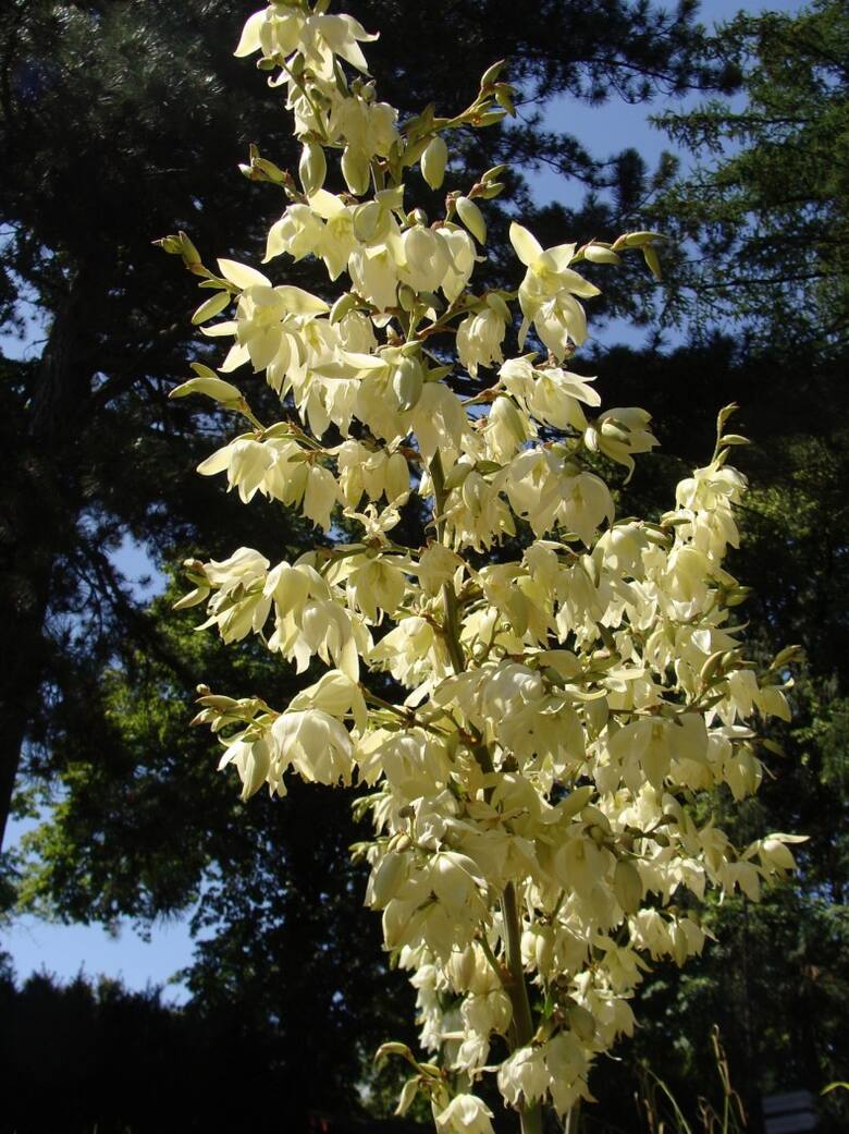 Pędy kwiatowe juki karolińskiej są bardzo wysokie - dorastają nawet do ponad 2 m. Za to kępy liści, z których wyrastają, są znacznie niższe.