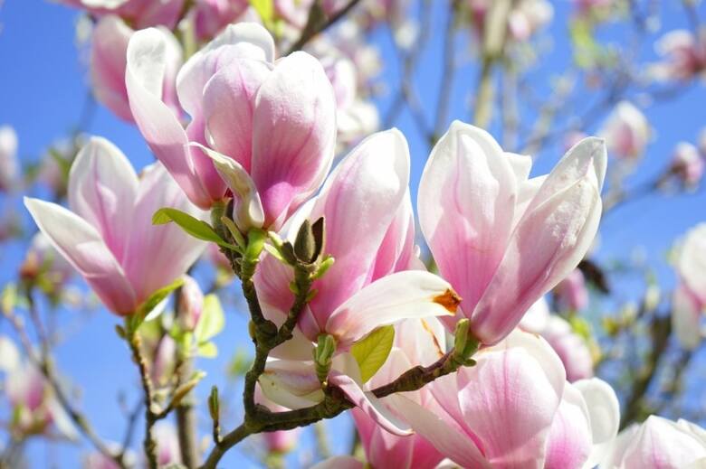 Wiele magnolii kwitnie jeszcze przed wypuszczeniem liści.
