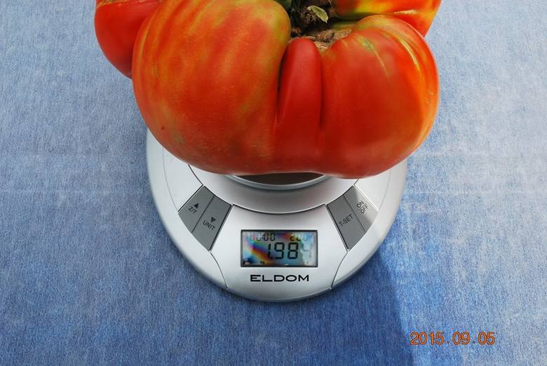 Na ile kromek wystarcza gigantyczny pomidor?