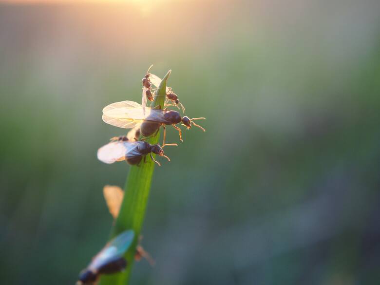 Mrówki ze skrzydłami to samce oraz samice – przyszłe królowe, które odbywają lot godowy.