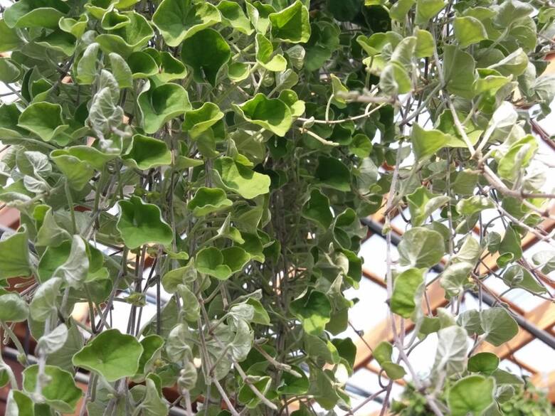 Dichondra jest łatwa w uprawie. Najlepiej wygląda w wiszących doniczkach, ale można ją także sadzić w gruncie.