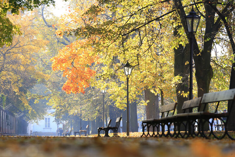 Kolorowe liście podziwiane jesienią w jednym z warszawskich parków