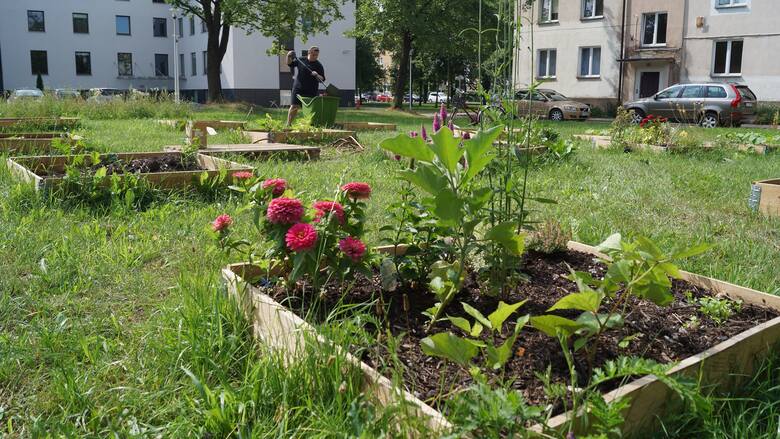 Tak wygląda społeczny ogródek. Na tyłach rektoratu Uniwersytetu w Białymstoku pojawiło się kilka niewielkich grządek. Na jednych rosną cukinie, papryka i inne warzywa, na pozostałych kwiaty.