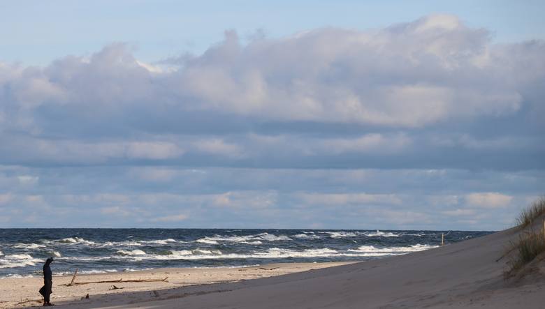 Nad Bałtykiem wciąż rozmawiają drapieżne morskie orły. Podczas noworocznego spaceru można też spotkać… morsa