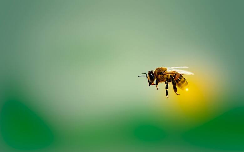 Groźna choroba pszczół w Rzeszowie i sąsiednich miejscowościach