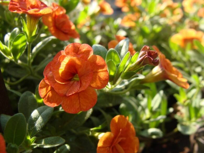 Warto wiedzieć, że odmianą petunii są także... surfinie oraz kwiaty nazywane "milion dzwonków" (czyli calibrachoa).