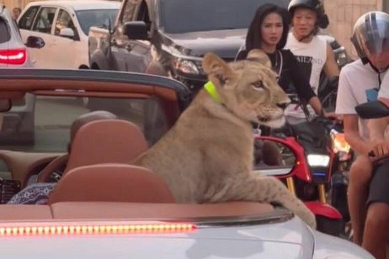 W mieście Pattaya w Tajlandii mężczyzna wiózł na tylnym siedzeniu samochodu... lwa.