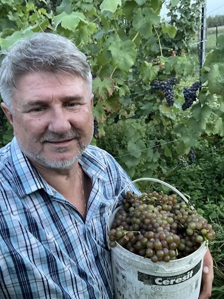 Wakacje podkarpackich VIP-ów. Nz. europoseł Bogdan Rzońca stojący przed dylematem: zjeść winogrona czy przeznaczyć na wino.