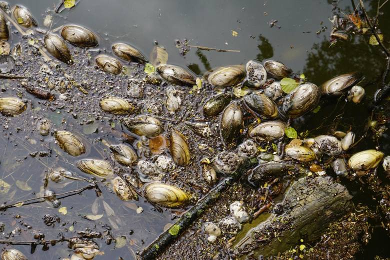 W lipcu 2018 znaleziono na brzegu jeziora Rusałka setki nieżywych małż. Do tej pory nie wiadomo co je zabiło. Ekolodzy przypuszczają, że mięczaki zabiły nieczystości. Sprawę wyjaśnia Regionalna Dyrekcja Ochrony Środowiska w Poznaniu. 