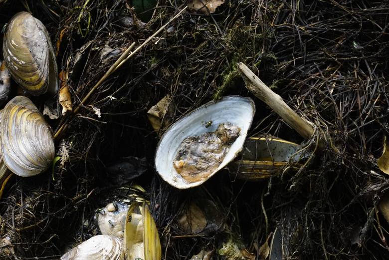 W lipcu 2018 znaleziono na brzegu jeziora Rusałka setki nieżywych małż. Do tej pory nie wiadomo co je zabiło. Ekolodzy przypuszczają, że mięczaki zabiły nieczystości. Sprawę wyjaśnia Regionalna Dyrekcja Ochrony Środowiska w Poznaniu. 