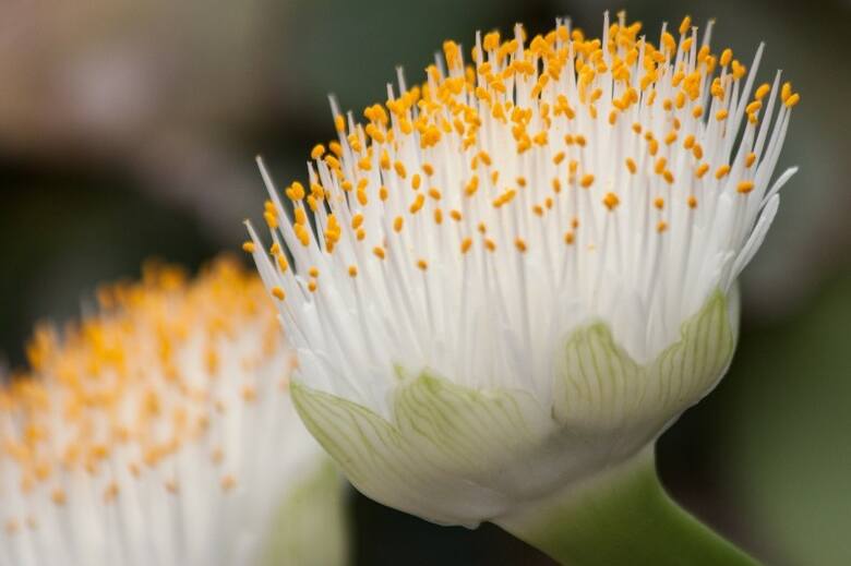 Kwiaty tego gatunku przypominają białe pędzelki. Krasnokwiat białokwiatowy ma liście zielone przez cały rok.