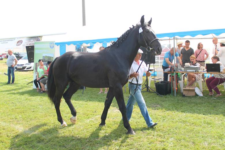 W przeglądzie koni w Porębie wzięli udział hodowcy z całego kraju.