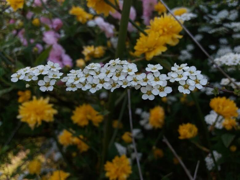 Pojedyncze kwiaty tawuły są drobne, ale bardzo urokliwe. Mają też delikatny zapach.