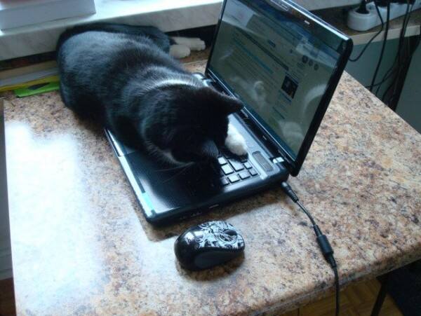 Kabel od laptopa to potencjalne niebezpieczeństwo - koty są w stanie je przegryźć.