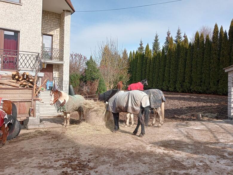 W takich warunkach żyły konie w Szczawniku w gminie Muszyna. Decyzją PIW zostaną odebrane właścicielce