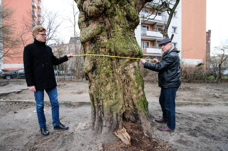 Polska sadzi drzewa. W Poznaniu chcą zaś wyciąć stuletni platan