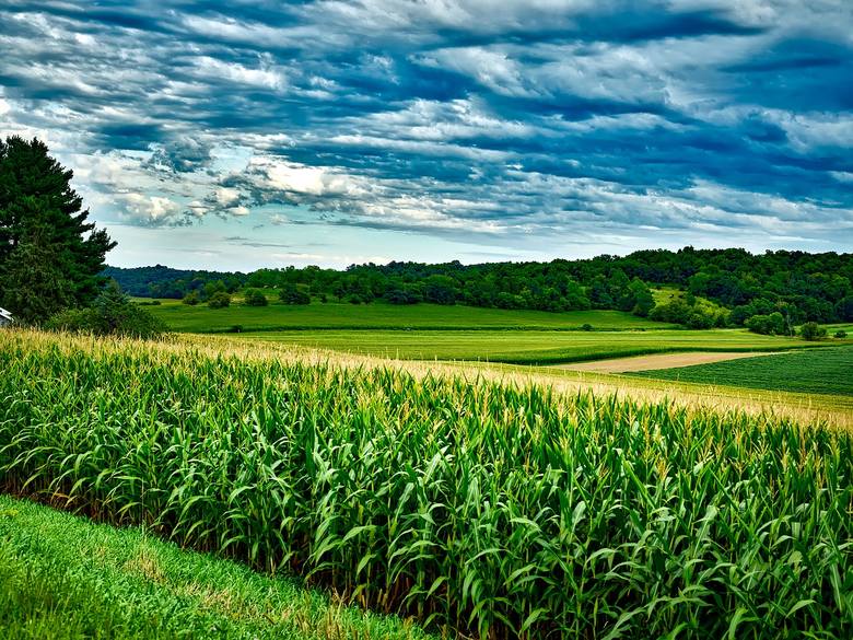 Kukurydza zyskuje w Polsce na popularności.  Warto dobrać odpowiednie odmiany