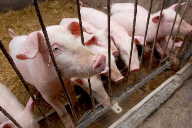 Rolnicy z gminy Otyń skarżą się, że muszą umierać zdrowe świnie.