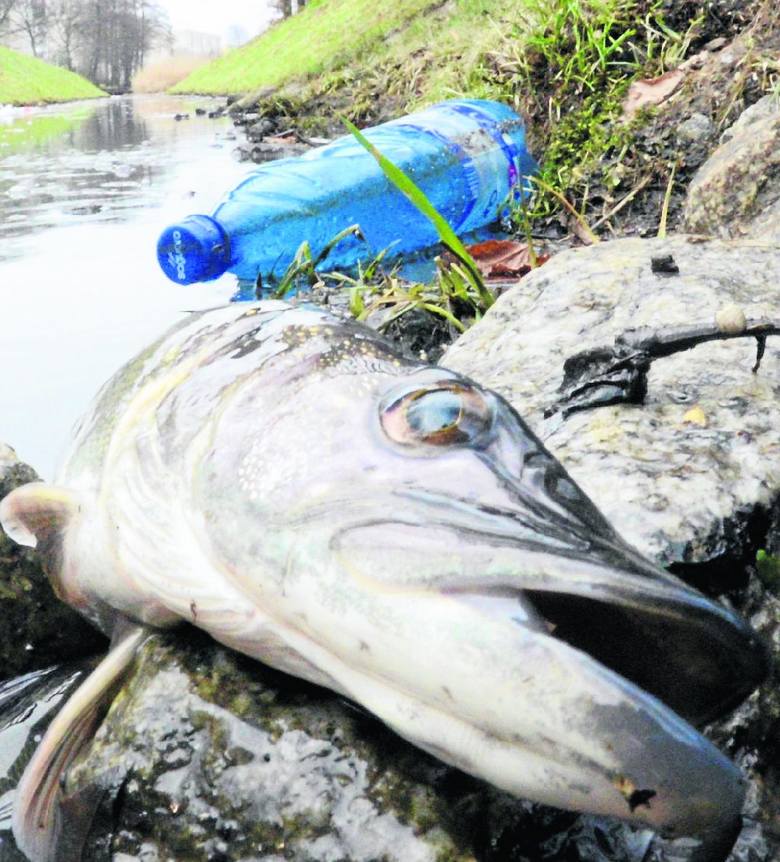 Woda wyrzucała śnięte ryby na brzeg strumienia, łączącego się w Wagmostawem. Ścieki komunalne pokonały nawet szczupaka.
