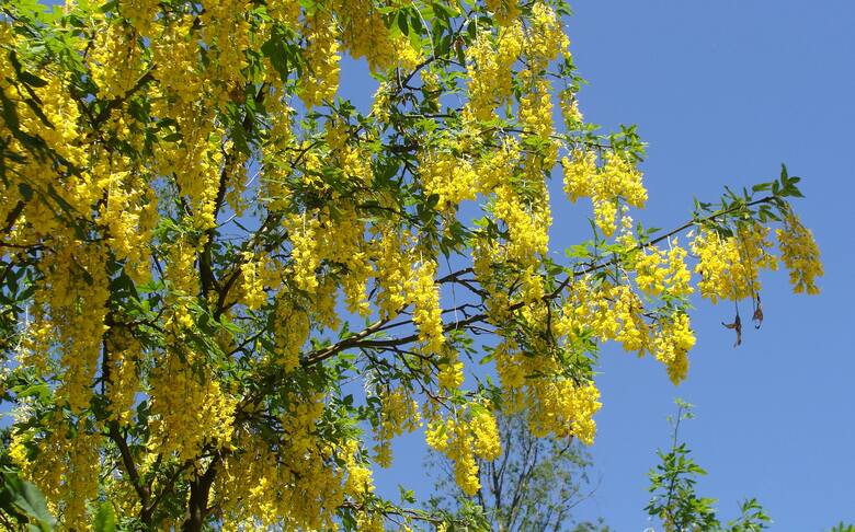 Złotokapy to atrakcyjne krzewy (lub nieduże drzewa), które pod koniec wiosny pięknie kwitną. Jest też znany jako złoty deszcz.