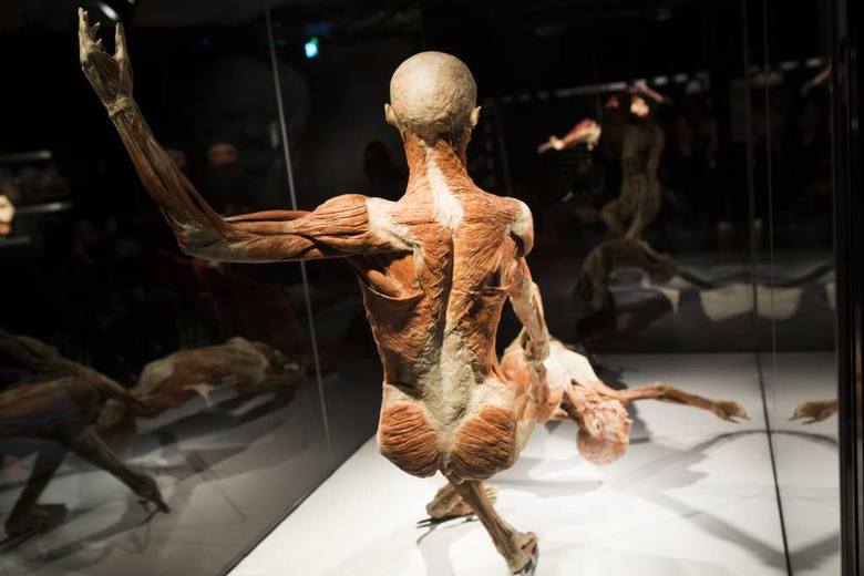 Body Worlds w Krakowie. Kontrowersyjna wystawa została otwarta w Bonarka City Center 