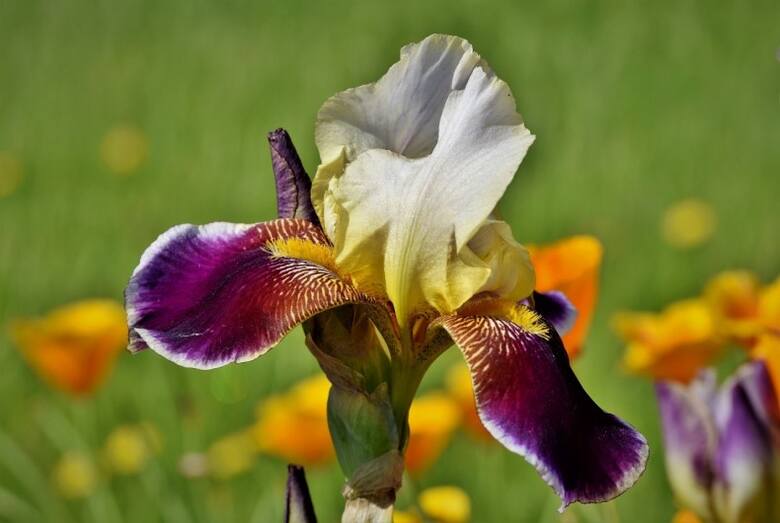 Irysy bródkowe mają największe kwiaty, z charakterystycznymi włoskami na zewnętrznych płatkach.