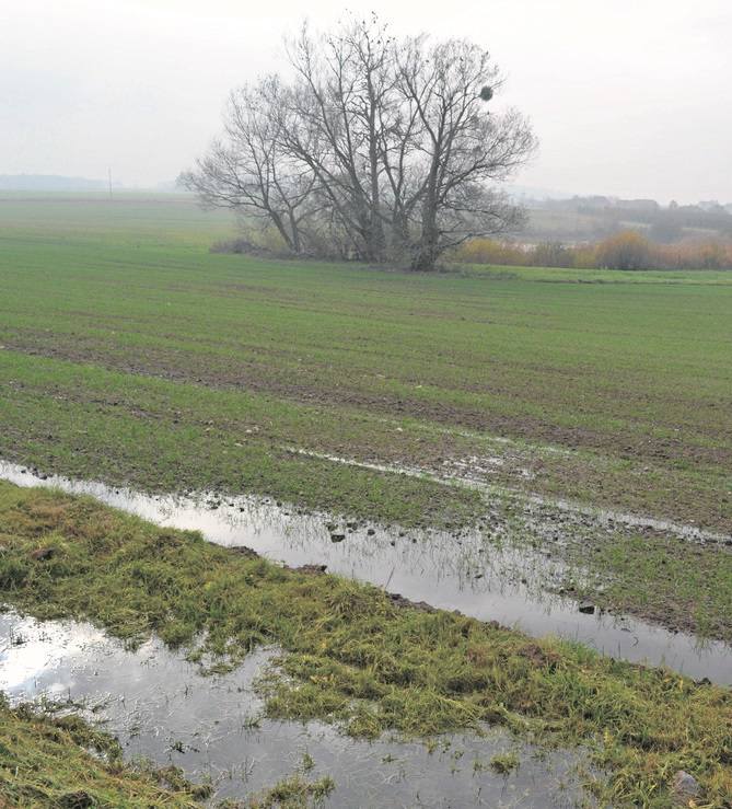 Rolnicy mają nadzieję, że zanim pojawi się mróz, na pola spadnie śnieg i osłoni uprawy. Na razie na niektórych stoi woda.