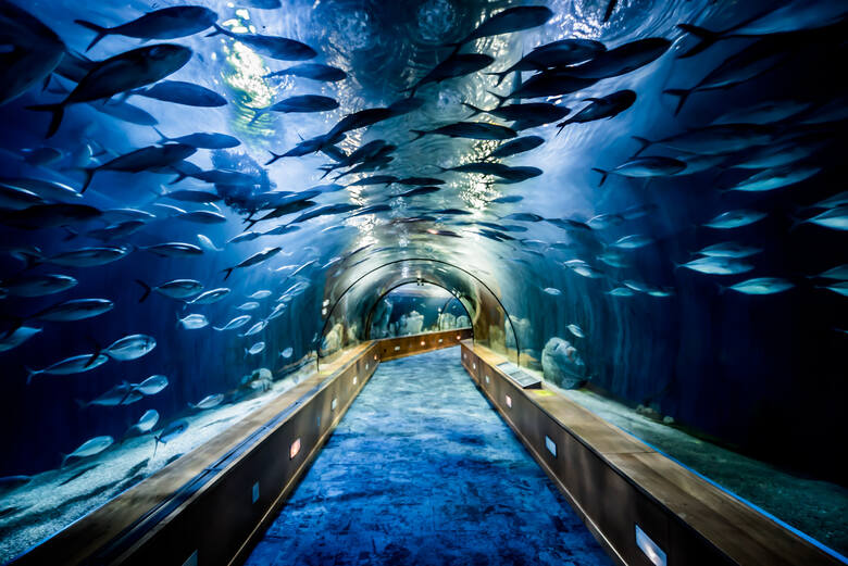 Podwodny tunel w akwarium w Walencji