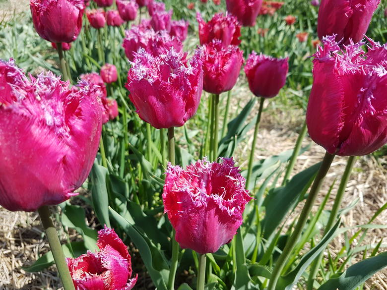 fot. Magiczne Ogrody - tulipan "Magiczne Ogrody"