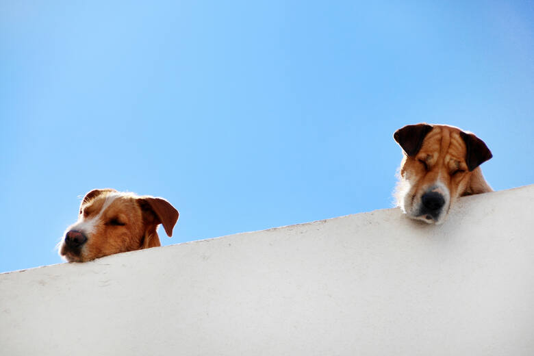 dwa psy smutno patrzące z balkonu mieszkania