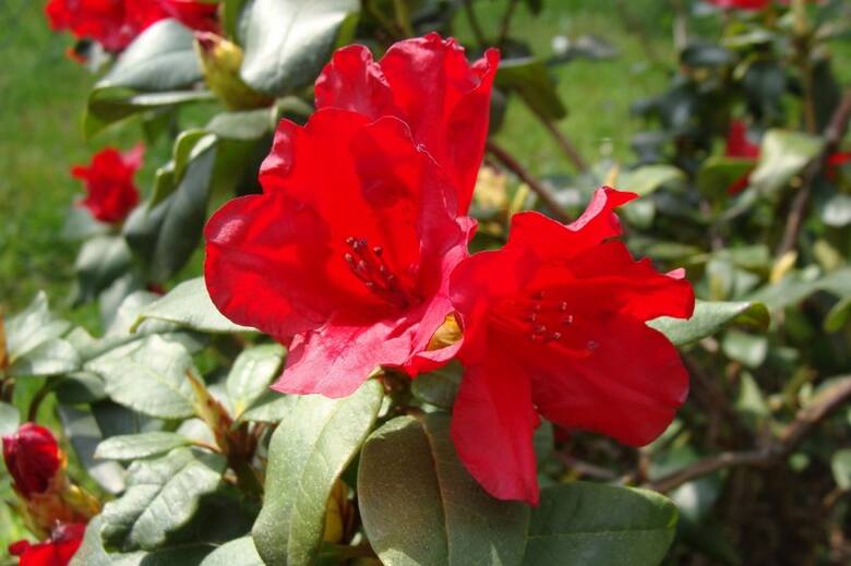 Rododendrony Forresta wyróżniają się niewielkimi rozmiarami oraz intensywnie czerwonymi kwiatami. Są zimozielone.