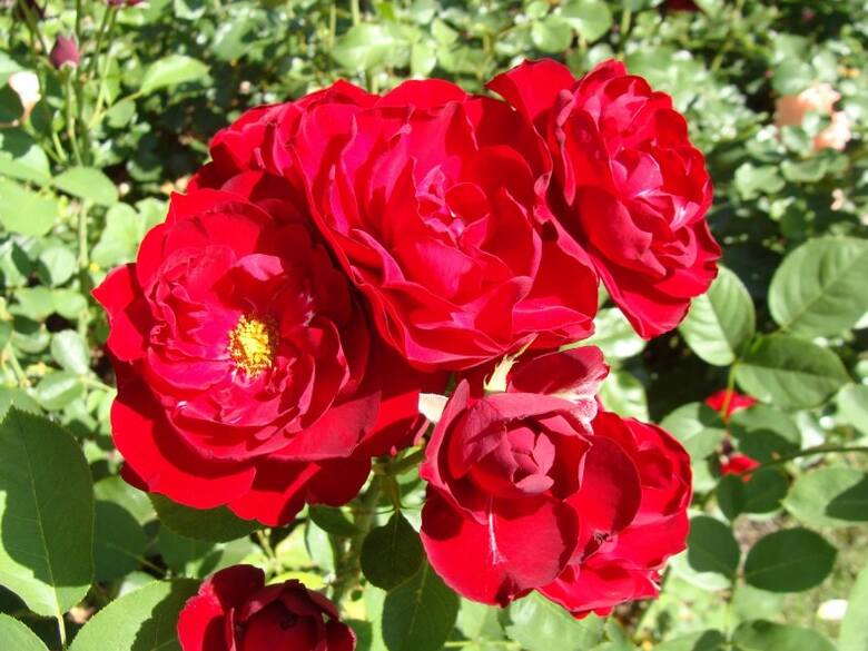 Czerwone róże będą ozdobą każdego ogrodu.