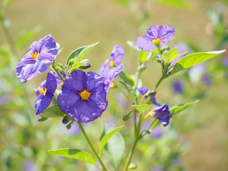 Psianka Rantonneta ma intensywnie niebieskofioletowe kwiaty i kwitnie obficie przez całe lato.