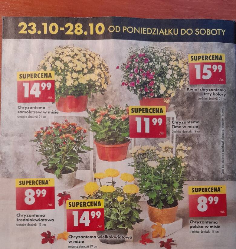 W Biedronce kwiaty naturalne kupimy od 8,99 zł do 15,99 zł.
