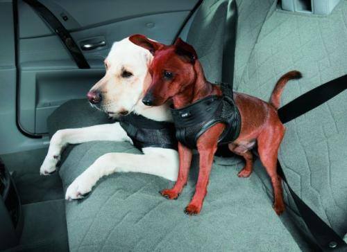Fot. BMW: Sposób przewożenia zwierząt w samochodzie nie jest w Polsce uregulowany przepisami. W sklepach są dostępne specjalne szelki dla psów.