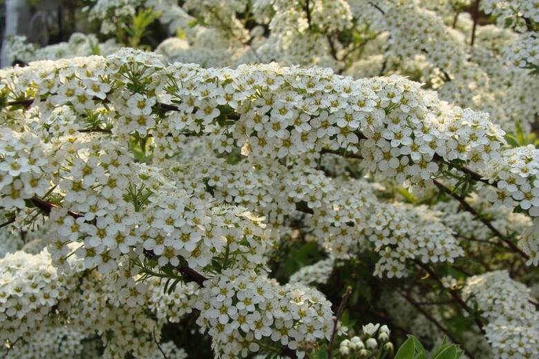 Tawuła norweska jest nazywana szarą. Ale ozdobą tego krzewu są białe kwiaty, którymi dosłownie obsypuje się wiosną.