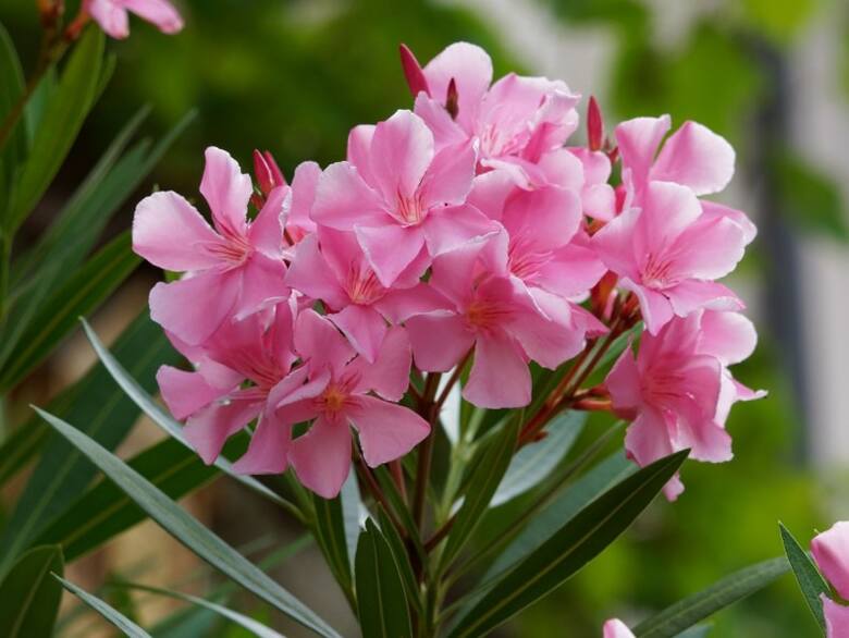 Oleander należy do najsilniej trujących roślin. Nie powinno się nawet spalać jego pędów i liści, bo toksyczny może być nawet dym.