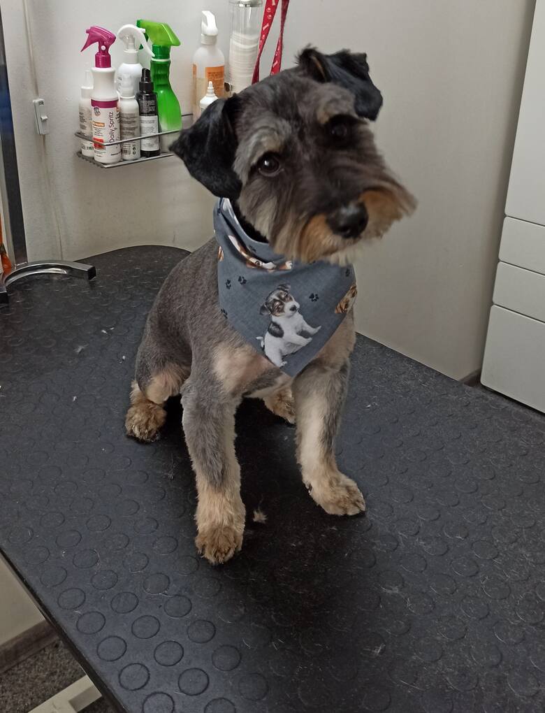 Salon groomerski YORK – Psi fryzjer                       