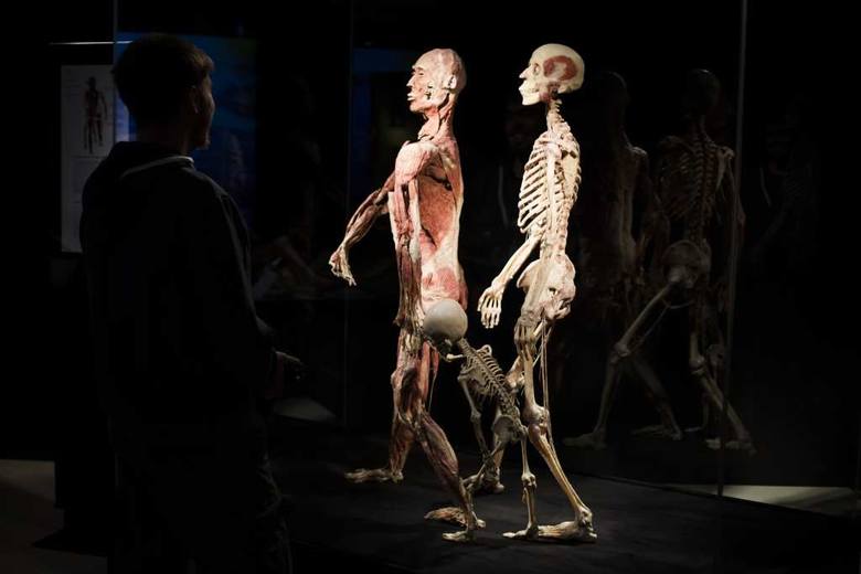 Body Worlds w Krakowie. Kontrowersyjna wystawa została otwarta w Bonarka City Center 