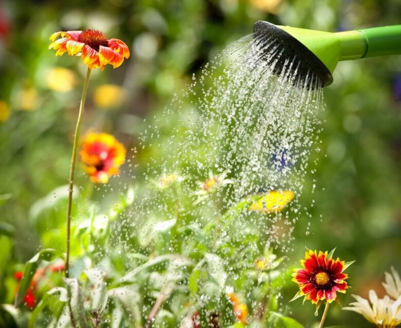 TAK NIE PODLEWAMY roślin. Cała roślina zlana wodą w słoneczny dzień oznacza możliwość poparzenia rośliny, choroby grzybowe i straty wody, która nie dotrze
