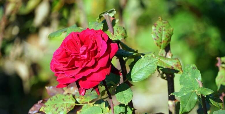 Czarna plamistość liści to jedna z groźniejszych chorób, jakie zagrażają różom.