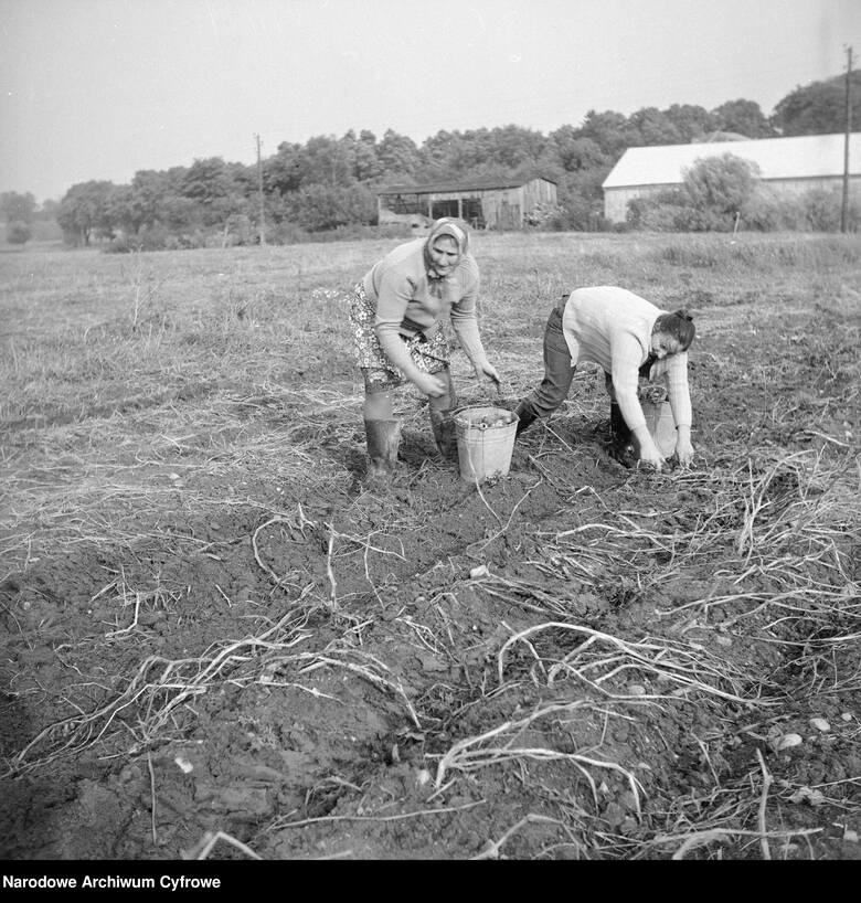 Indywidualne gospodarstwo rolne w gminie Prabuty, 1974