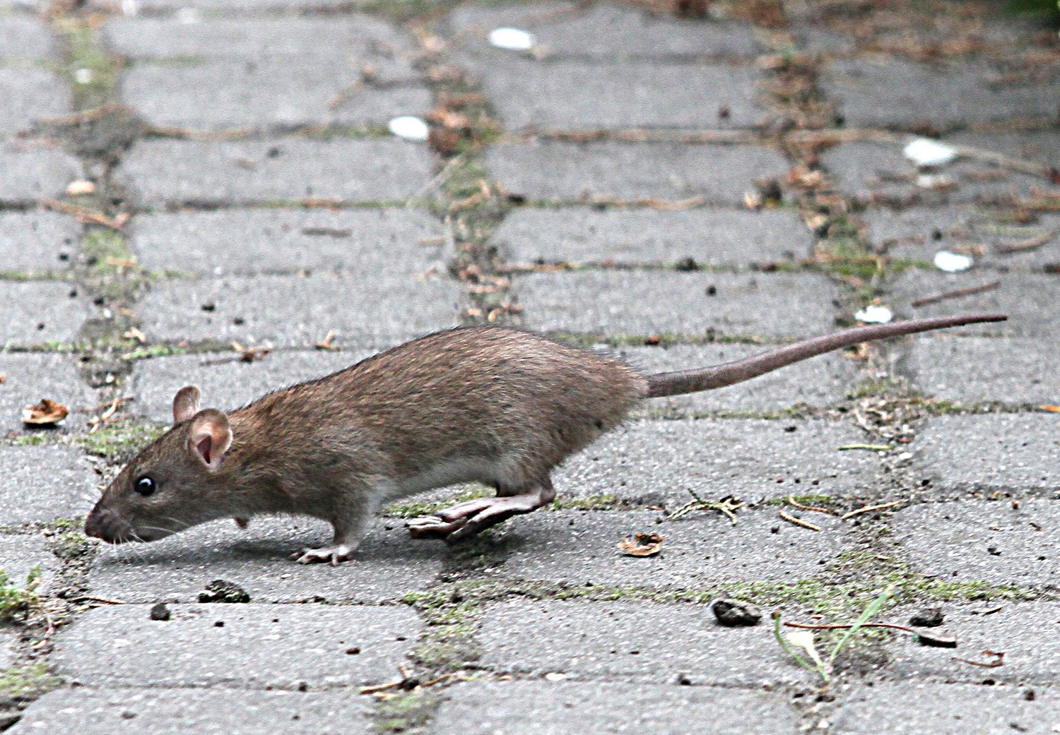 szczury-w-odzi-po-rewolucji-mieciowej-jest-ich-wi-cej